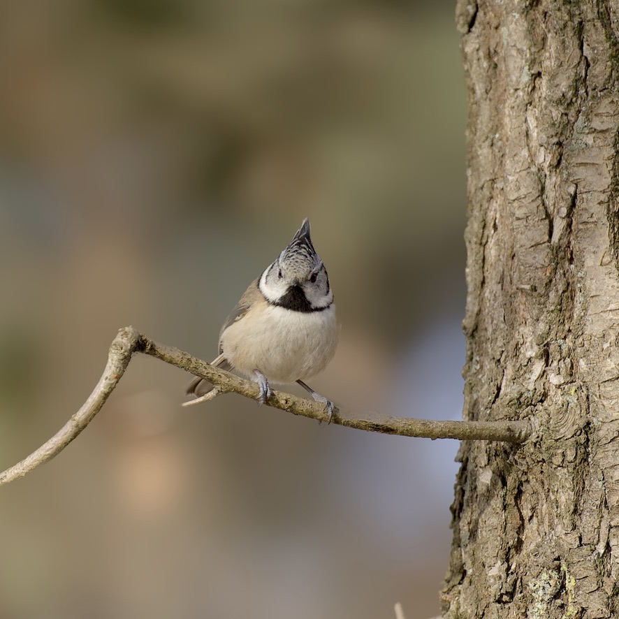 Crested tit on branch